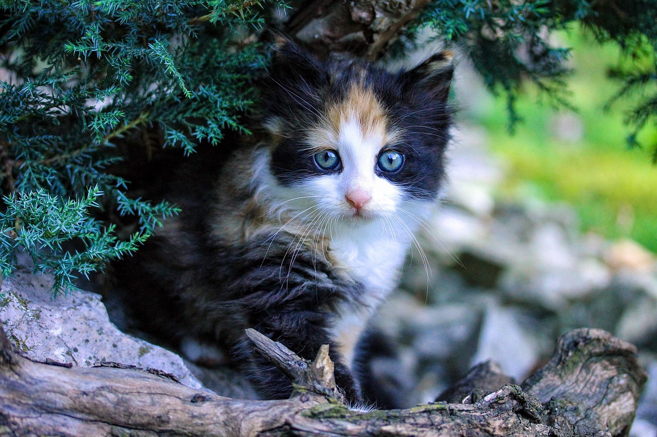 猫咪播放器最新版，卓越视频播放体验的新境界